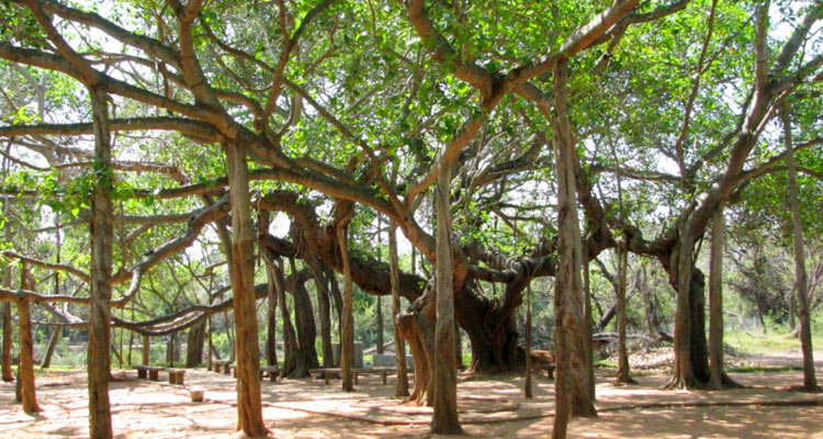 Matrimandir - Auroville Puducherry (Entry Fee, Timings, History, Images ...